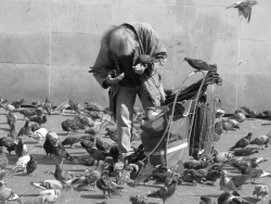 Le vieil homme aux oiseaux
