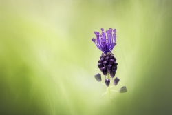 Muscari à toupet
