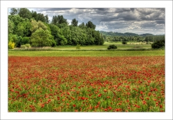 Gentil coquelicot mesdames