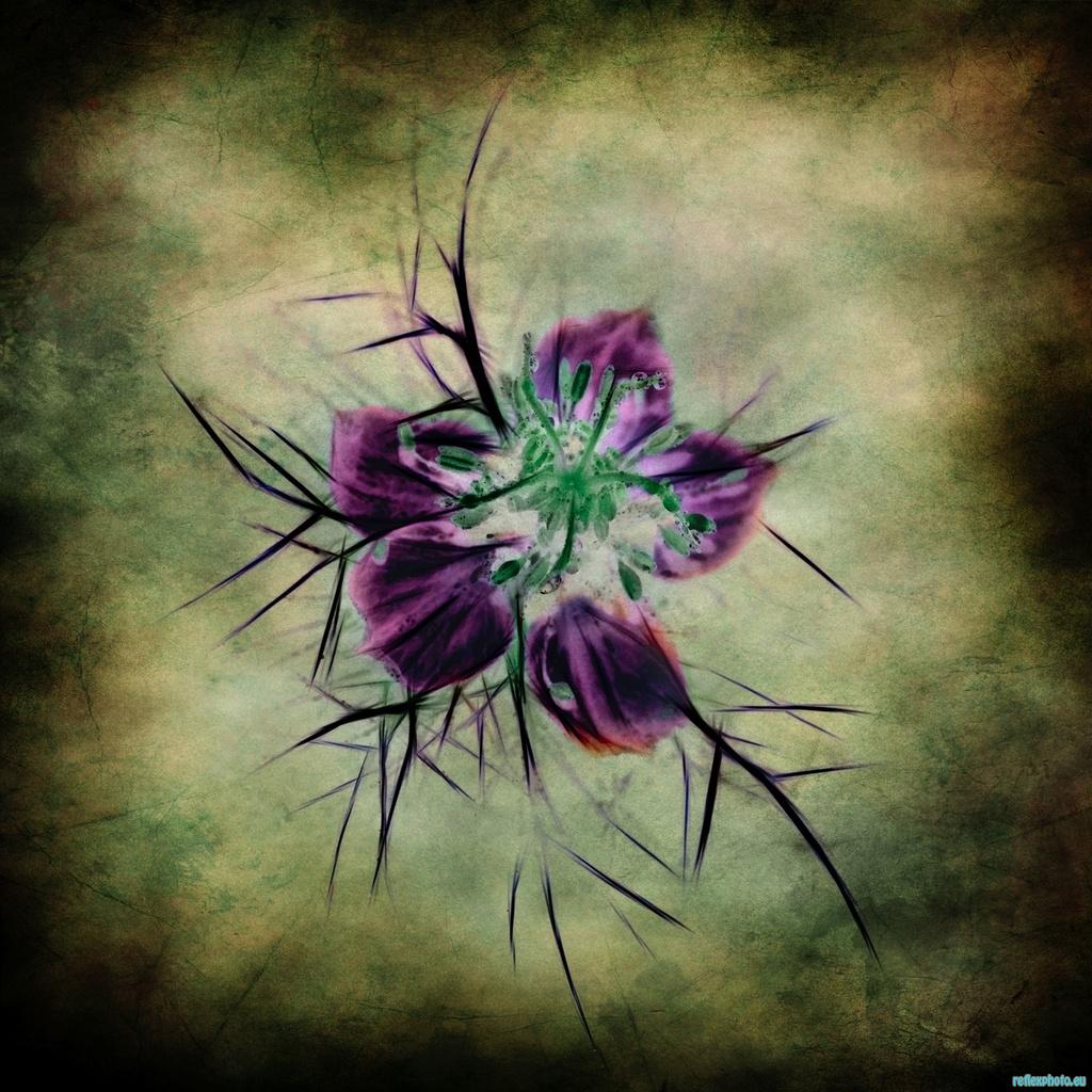 Pentacle pourpre