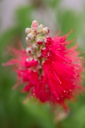 Eclosion