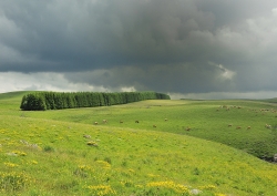 Aubrac