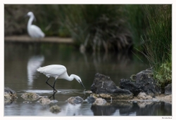 Aigrette garzette