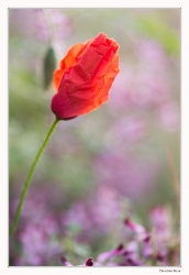 Coquelicot