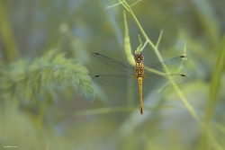 Une nature absolue