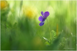 Violette des sudètes