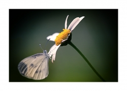 Le poids du papillon