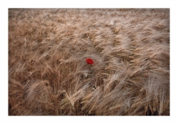 Comme un p'tit coquelicot