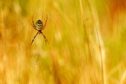 Argiope