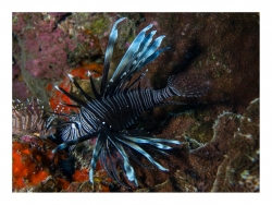 Plumes de mer