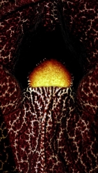 Aristoloche