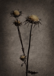 Fleurs piquantes