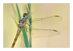 wings 2