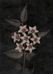 Etoiles