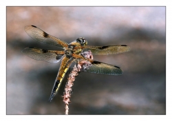 4 dentelles