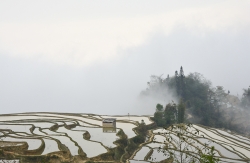 Chinoiseries ( x 3 )