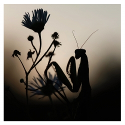 Mante au coucher