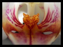 The Mask... (Phalaenopsis)
