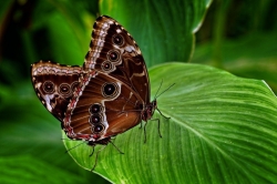 L'amour donne des ailes
