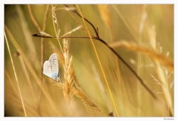 Dans les hautes herbes