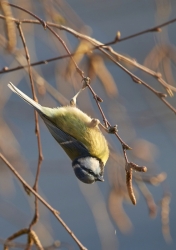 renversant