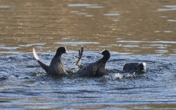 Entre amis