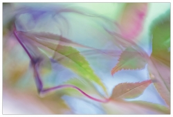 Feuilles à fumer
