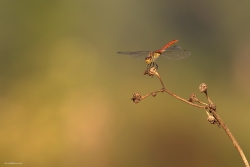 Dans la chaleur de l'été