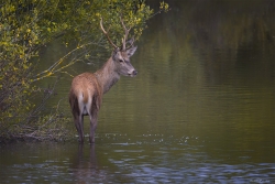 Jeune cerf