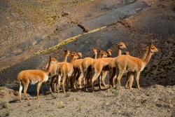 Vicuñas ( x2 )