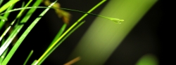 Goutte