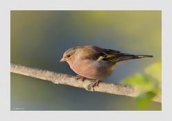 Pinson des Arbres femelle