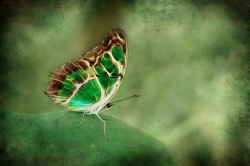 Vert emeraude