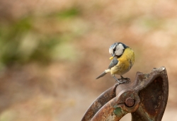 Mésange bleue