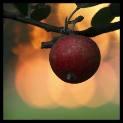 Coucher de pomme...