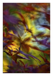 Feuilles en feu