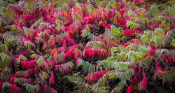Teintes d'automne...