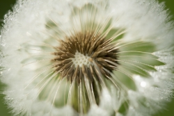macro de rosée