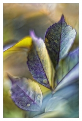Feuilles de métal