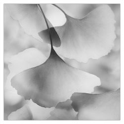 Nuages de feuilles