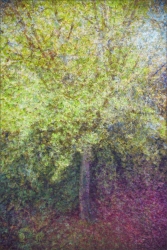 Impression gingko