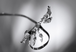 Macro BW_ Phyllocrania