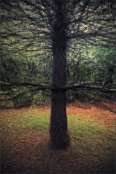 Croûte de pin