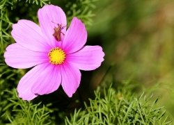 Pink sauterelle...