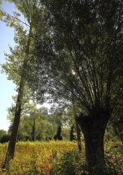 Champêtre.....