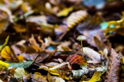 Perdue dans les feuilles.