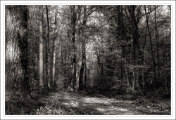 En route vers le Printemps...