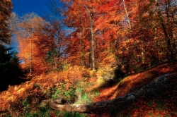 Couleurs automnales