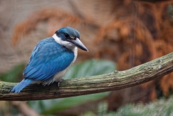 Angry bird