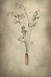 Ka root